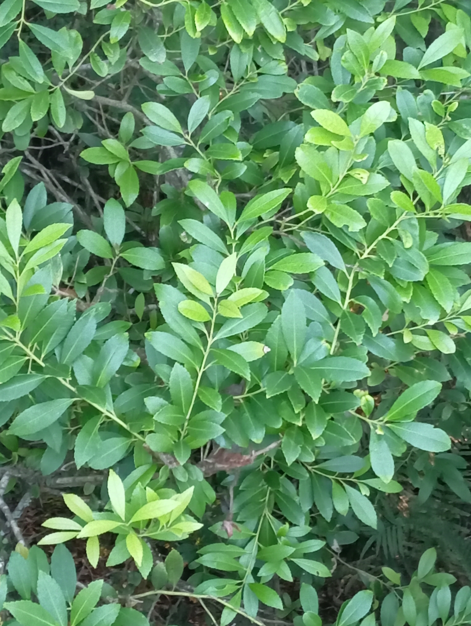 Ilex dumosa