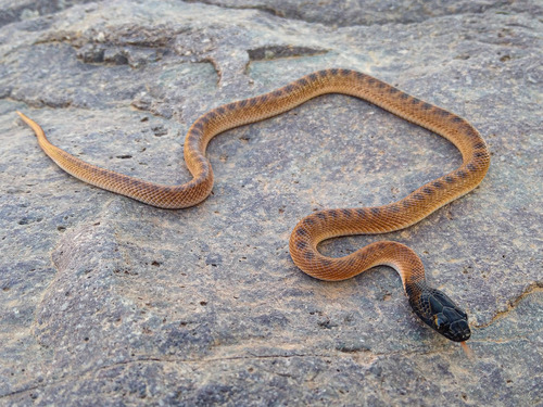 North African Catsnake