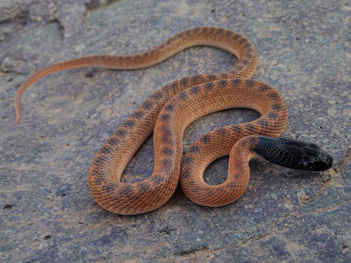 Photo of a North African Catsnake (Telescopus tripolitanus)