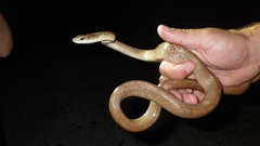 Phrynonax poecilonotus