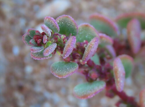 Miniwing Seacoral (Tetragonia microptera)