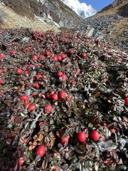 Cotoneaster microphyllus