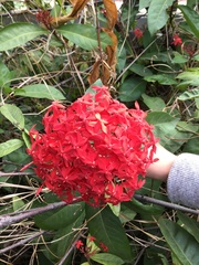 Ixora casei