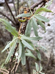 Hippophae