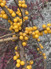 Hippophae