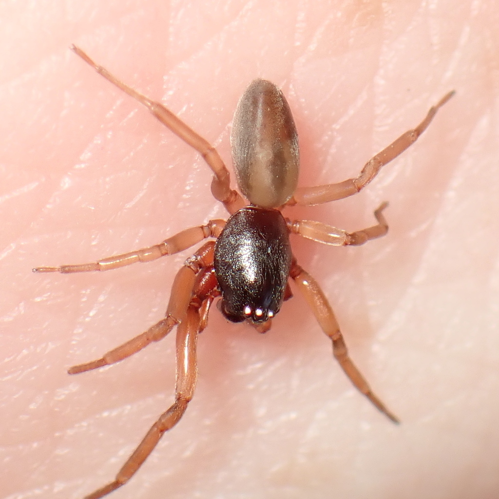corinnid sac spiders