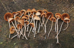 Conocybe smithii