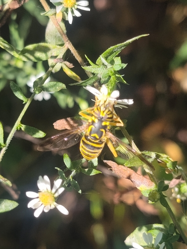 Unknown species found near Beechmont, Louisville, KY, USA