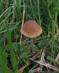 Conocybe smithii