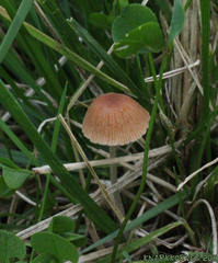 Conocybe smithii
