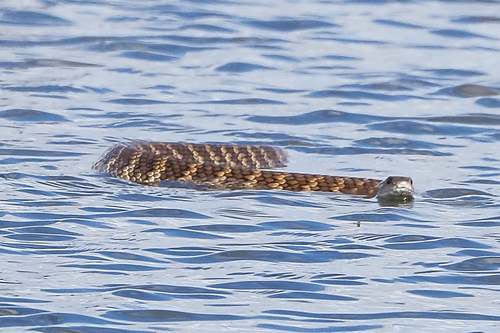 Tiger Snake sighting