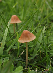Conocybe smithii