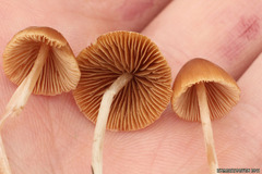Conocybe smithii