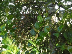 Passerina ciris ciris