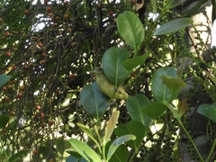 Passerina ciris ciris