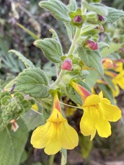 Lindenbergia grandiflora