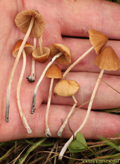 Conocybe smithii