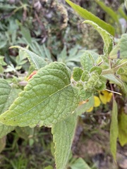 Lindenbergia grandiflora