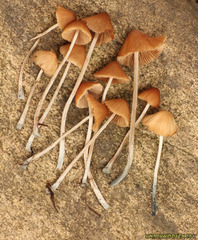 Conocybe smithii