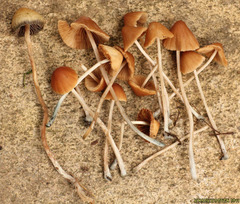 Conocybe smithii