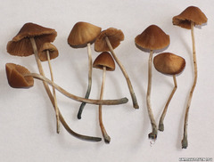 Conocybe smithii
