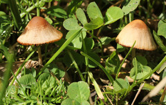 Conocybe smithii