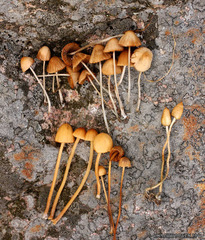 Conocybe smithii