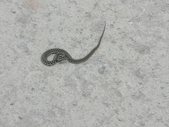 Thamnophis fulvus