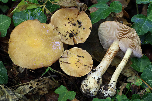 Dünnstieliger Schleierling