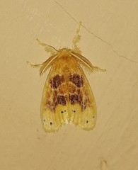 Artaxa guttata