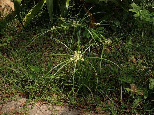 Capim-de-botão (Cyperus luzulae)