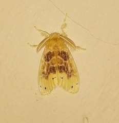 Artaxa guttata