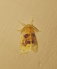 Artaxa guttata