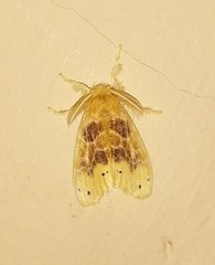 Artaxa guttata