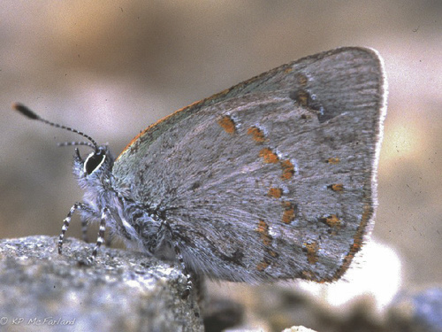 Early Hairstreak photo 4