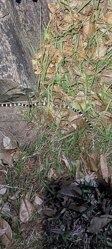 Eastern Bandy Bandy sighting