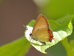 Heliophorus