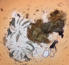 Podospora setosa