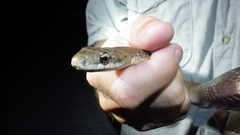 Phrynonax poecilonotus