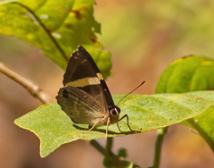 Abisara fylla