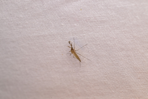 Unknown species found near North Park, Chicago, IL, USA