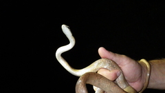 Phrynonax poecilonotus