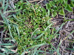 Richardia coldenioides