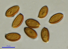Psilocybe subaeruginosa