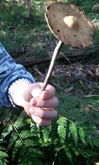 Psilocybe subaeruginosa