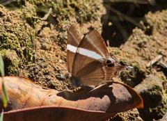 Abisara neophron