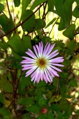 Ampelaster carolinianus image