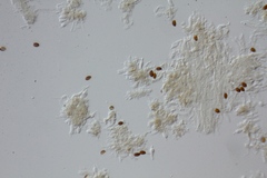 Psilocybe subaeruginosa