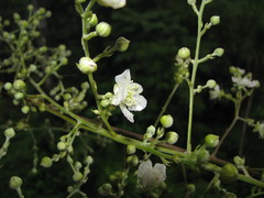 Rubus fagifolius