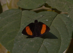 Koruthaialos rubecula